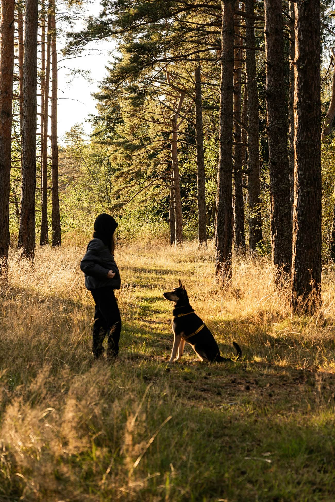 En person tränar sin hund på en skogsstig i lågt kvällsljus